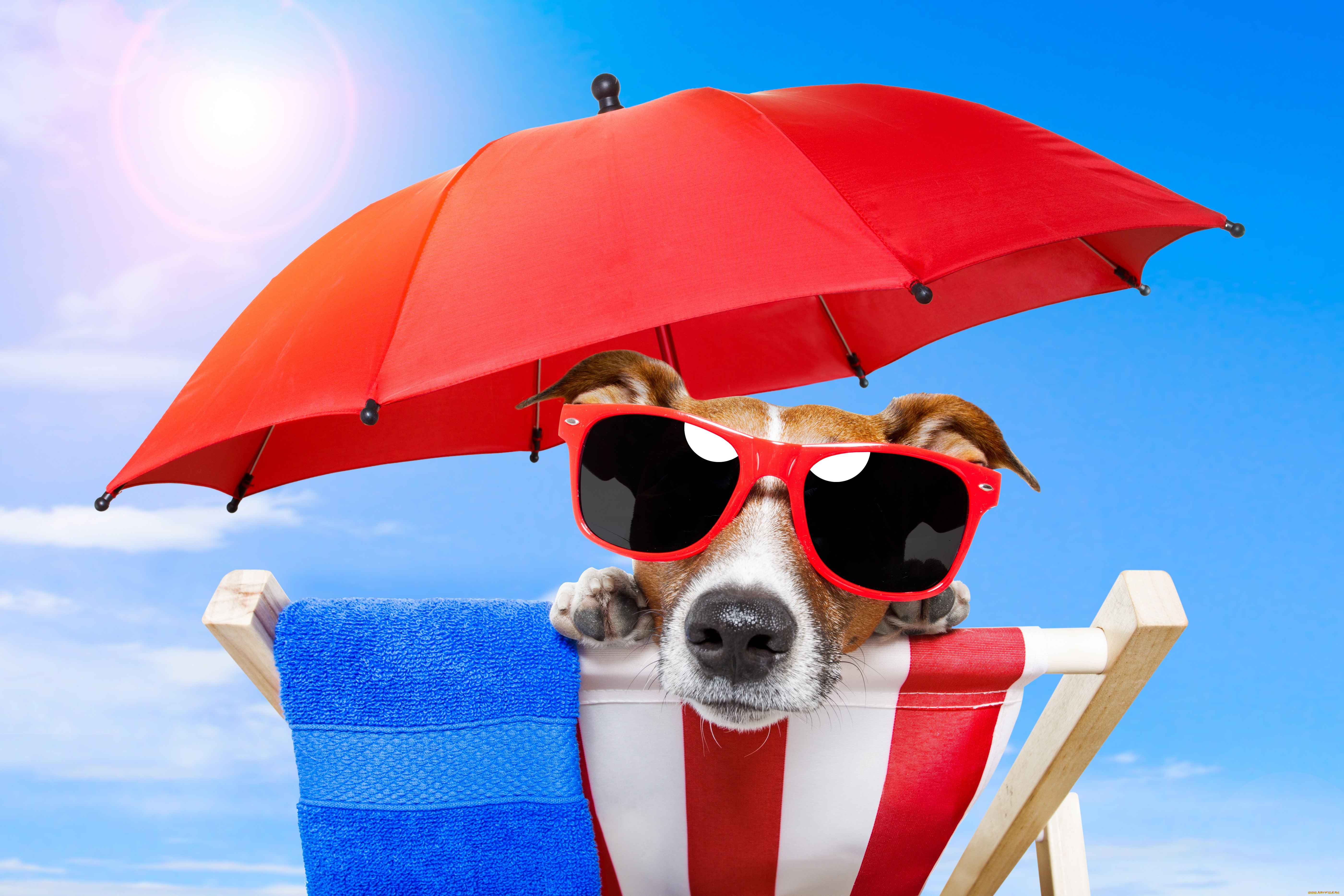 Отпуск картинки прикольные. Джек-Рассел-терьер. Собака в солнцезащитных очках. Собака в отпуске. Собака в солнечных очках.